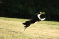 /album/fotogalerie-dogfrisbee/img-4410-jpg/