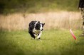 /album/fotogalerie-dogfrisbee/a13891139156-25597d4a1d-o-jpg1/